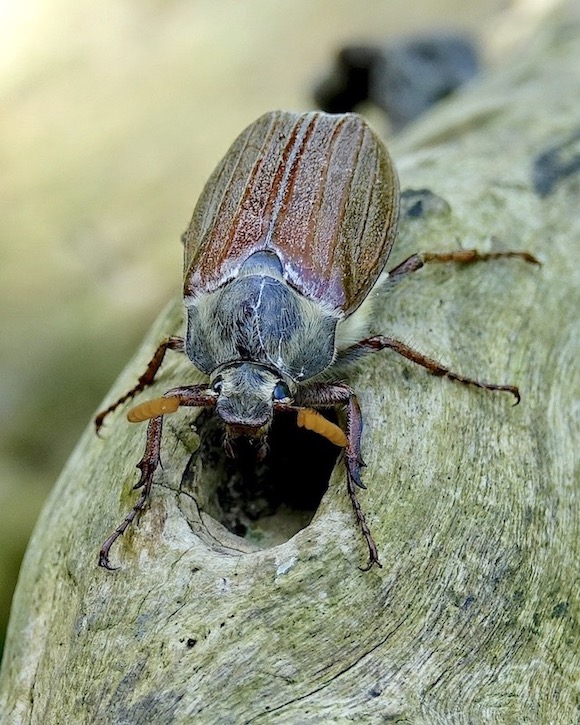 cockchafer